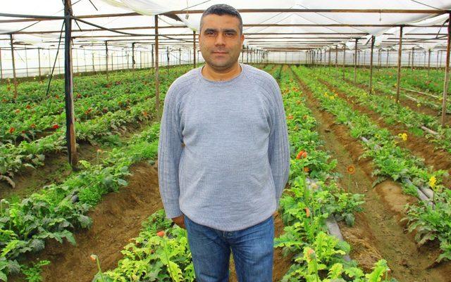 Aydın’daki çiçek seraları elektrik faturalarından dertli