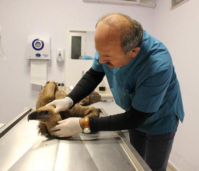 Nesli tehlike altındaki kızıl akbaba, tedavi edilip doğaya salındı