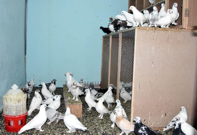 Beslediği güvercinler için yılda 50 bin lira harcama yapıyor