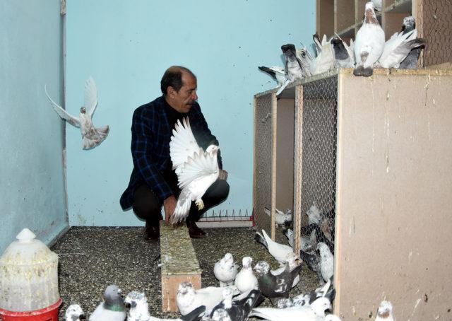 Beslediği güvercinler için yılda 50 bin lira harcama yapıyor