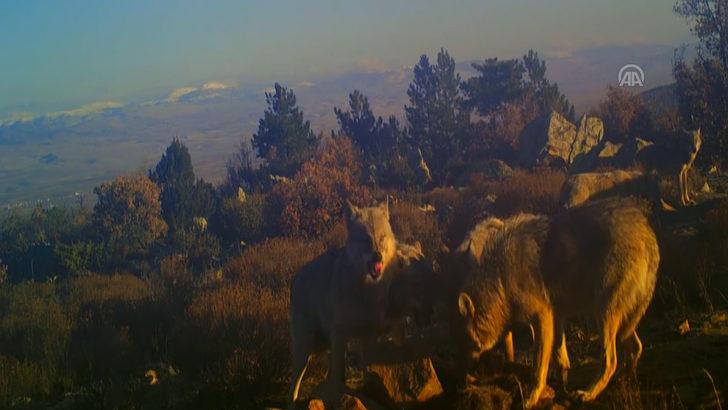 Kurtların av mesaisi! Fotokapana yakalandılar G3