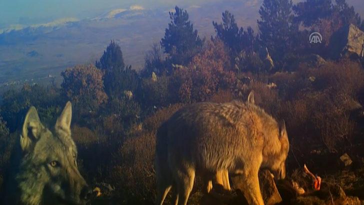 Kurtların av mesaisi! Fotokapana yakalandılar G5