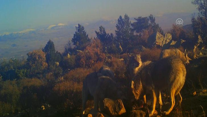 Kurtların av mesaisi! Fotokapana yakalandılar G1