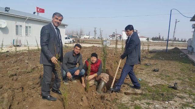 Samsat’ta ağaçlandırma çalışması yapılıyor