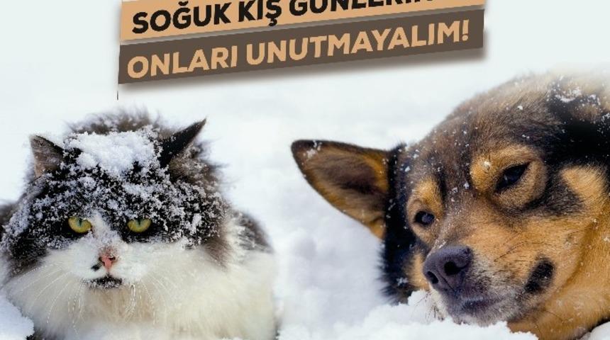 GTB ve CAHİDE&rsquo;den sokak hayvanlarına yardım kampanyası