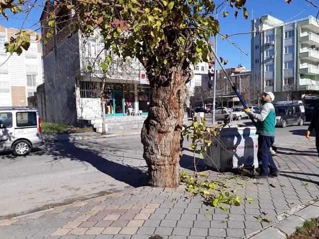 Adıyaman Belediyesinden ağaçlara bakım