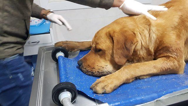 Silivri'de sokak köpeği tüfekle vuruldu
