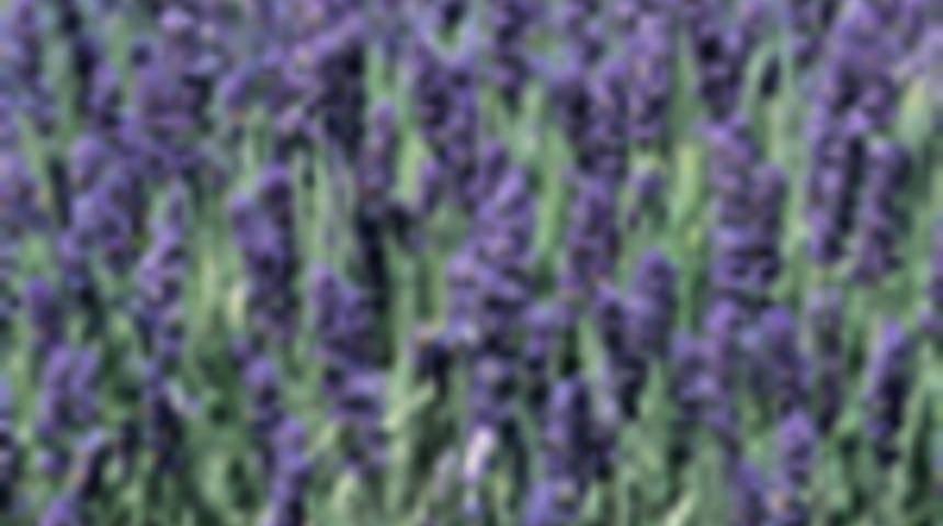 Akdeniz Baharatı Lavanta