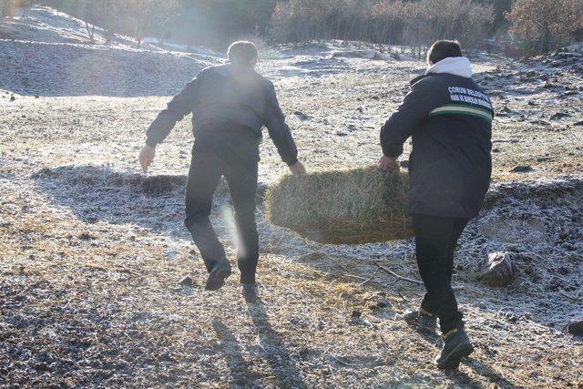 Yaban hayvanlarına yem bırakıldı