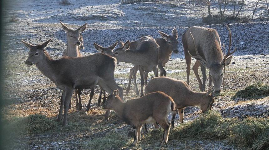 Yaban hayvanlarına yem bırakıldı