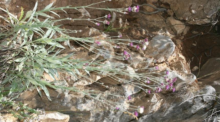 D&uuml;zce&rsquo;de yeni bir bitki t&uuml;r&uuml; keşfedildi!