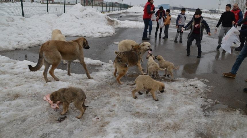 Minik y&uuml;rekler, har&ccedil;lıklarını sokak ve yaban hayvanları i&ccedil;in harcadı