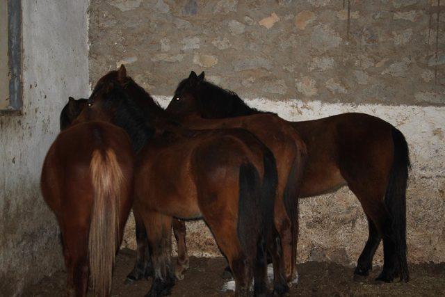Donmak üzere olan, terk edilmiş atlar kurtarıldı
