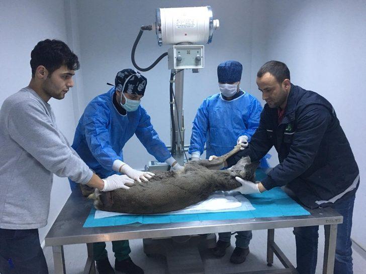 (Özel) Avcıların kurşunuyla yaralanan Karaca, sağlığına kavuştu G1