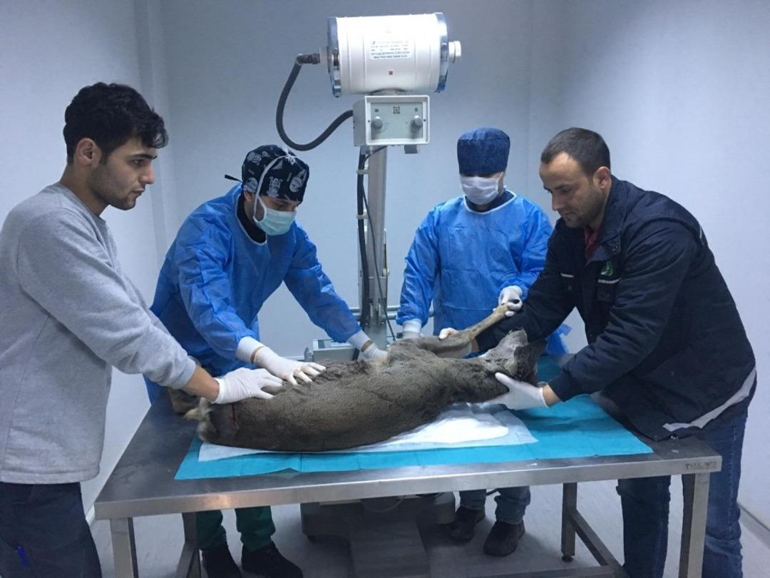 (&Ouml;zel) Avcıların kurşunuyla yaralanan Karaca, sağlığına kavuştu