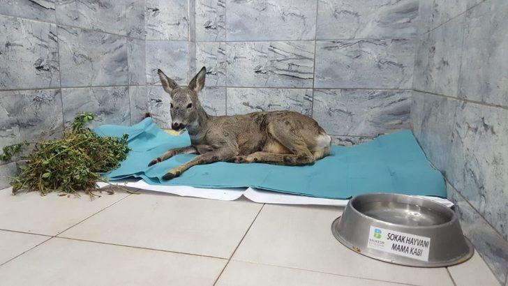 (Özel) Avcıların kurşunuyla yaralanan Karaca, sağlığına kavuştu G2