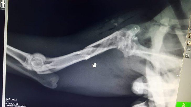 (Özel) Avcıların kurşunuyla yaralanan Karaca, sağlığına kavuştu G3