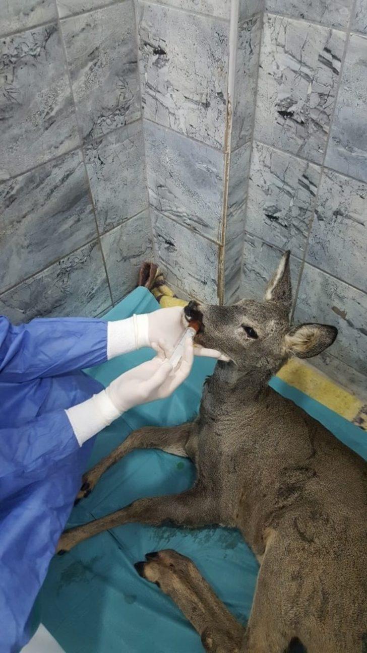 (Özel) Avcıların kurşunuyla yaralanan Karaca, sağlığına kavuştu G4