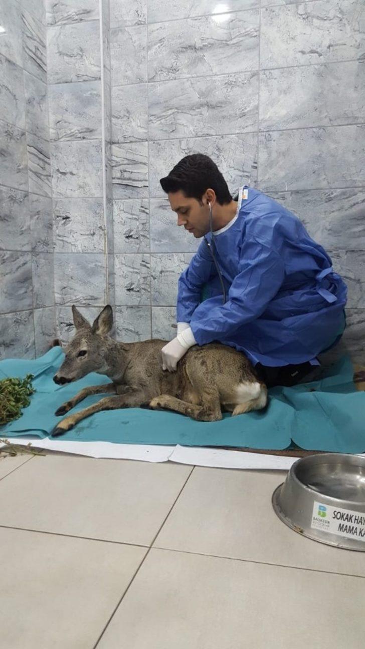 (Özel) Avcıların kurşunuyla yaralanan Karaca, sağlığına kavuştu G5