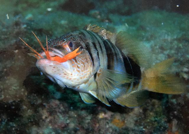 Antalya Körfezi'ndeki balık türlerinin yerini 'işgalci' Kızıldeniz türleri alıyor
