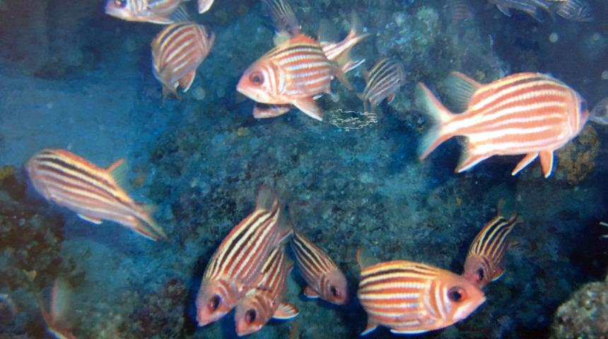 Antalya'yı işgal ediyorlar! 'Mutlaka önlem alınmalı' uyarısı