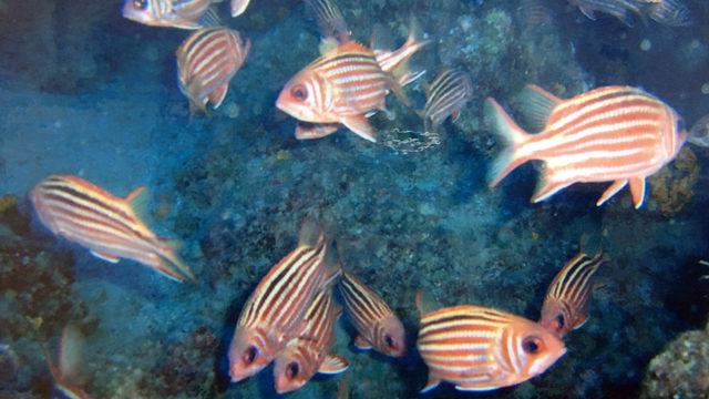 Antalya'yı işgal ediyorlar! 'Mutlaka önlem alınmalı' uyarısı