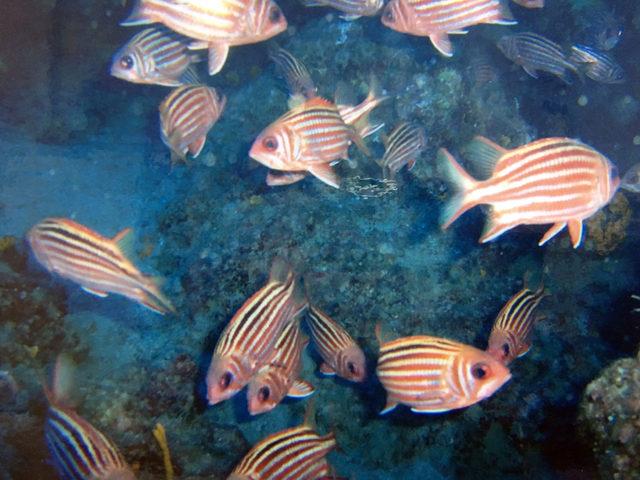 Antalya Körfezi'ndeki balık türlerinin yerini 'işgalci' Kızıldeniz türleri alıyor