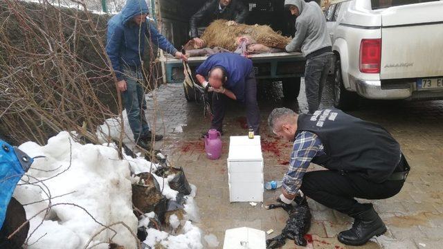 10 gündür doğum yapamayan koyuna sezeryan