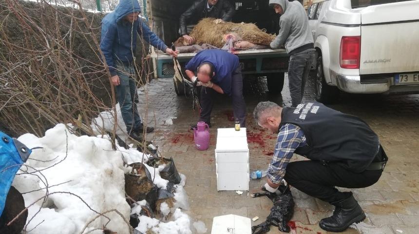 10 g&uuml;nd&uuml;r doğum yapamayan koyuna sezeryan
