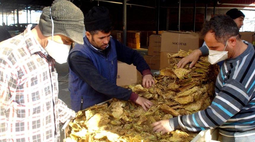 Sarıgöl’de tütün alımlarına başlandı