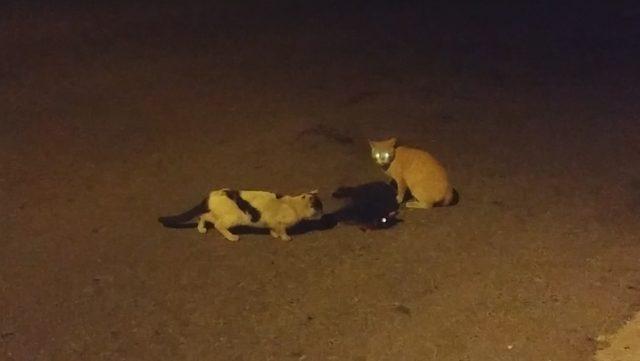 Sokak kedisi arabanın çarptığı arkadaşının başından ayrılmadı