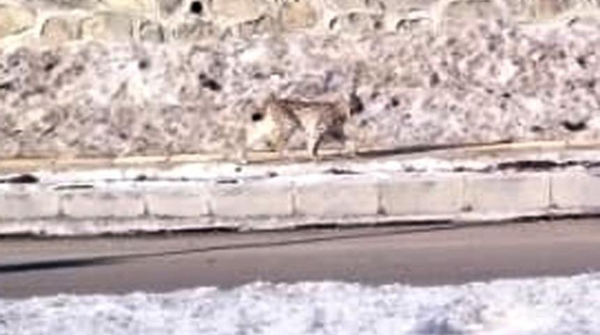 Nesli t&uuml;kenmek &uuml;zere olan vaşak Ardahan&rsquo;da g&ouml;r&uuml;nt&uuml;lendi