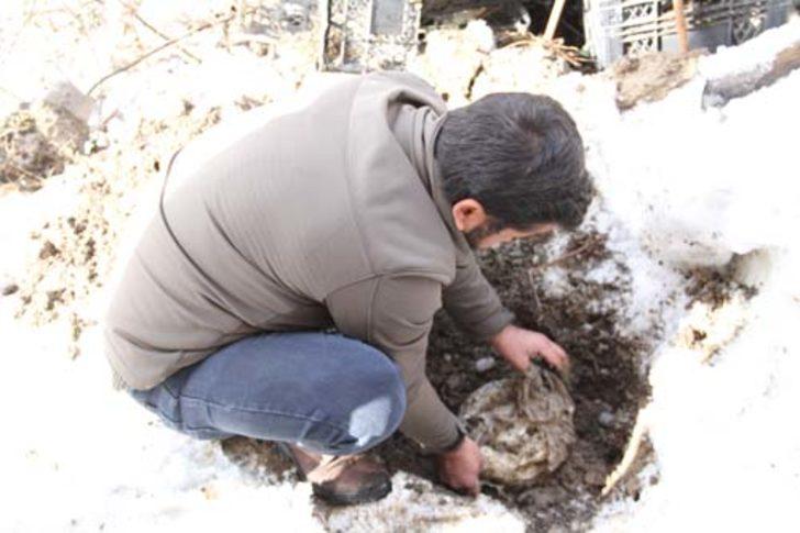 Yazın toprağa gömüp kışın çıkarıyorlar!  G2