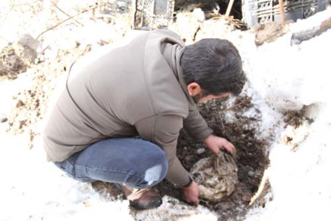 Yazın toprağa g&ouml;m&uuml;p kışın &ccedil;ıkarıyorlar! 
