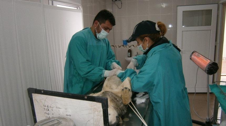 Kırıkkale&rsquo;de 2 bin 868 k&ouml;pek tedavi edildi