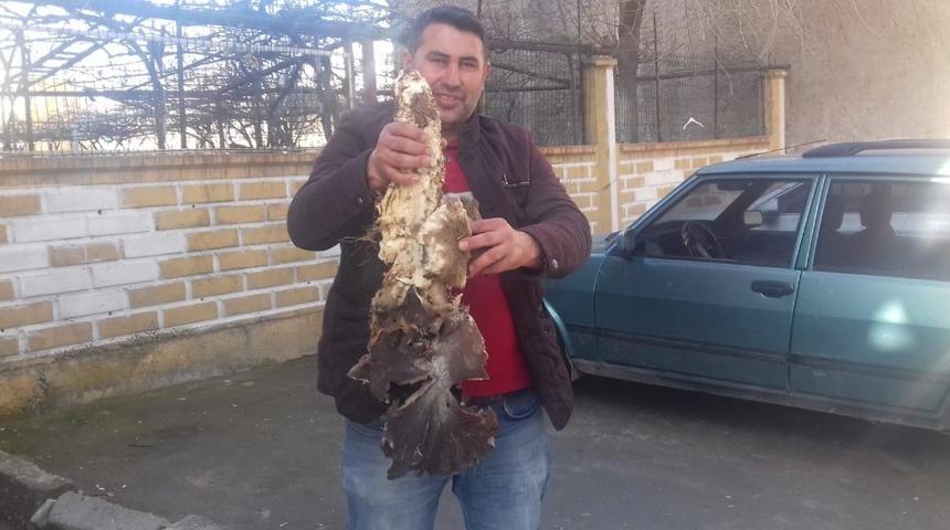 Dev mantar görenleri şaşırttı