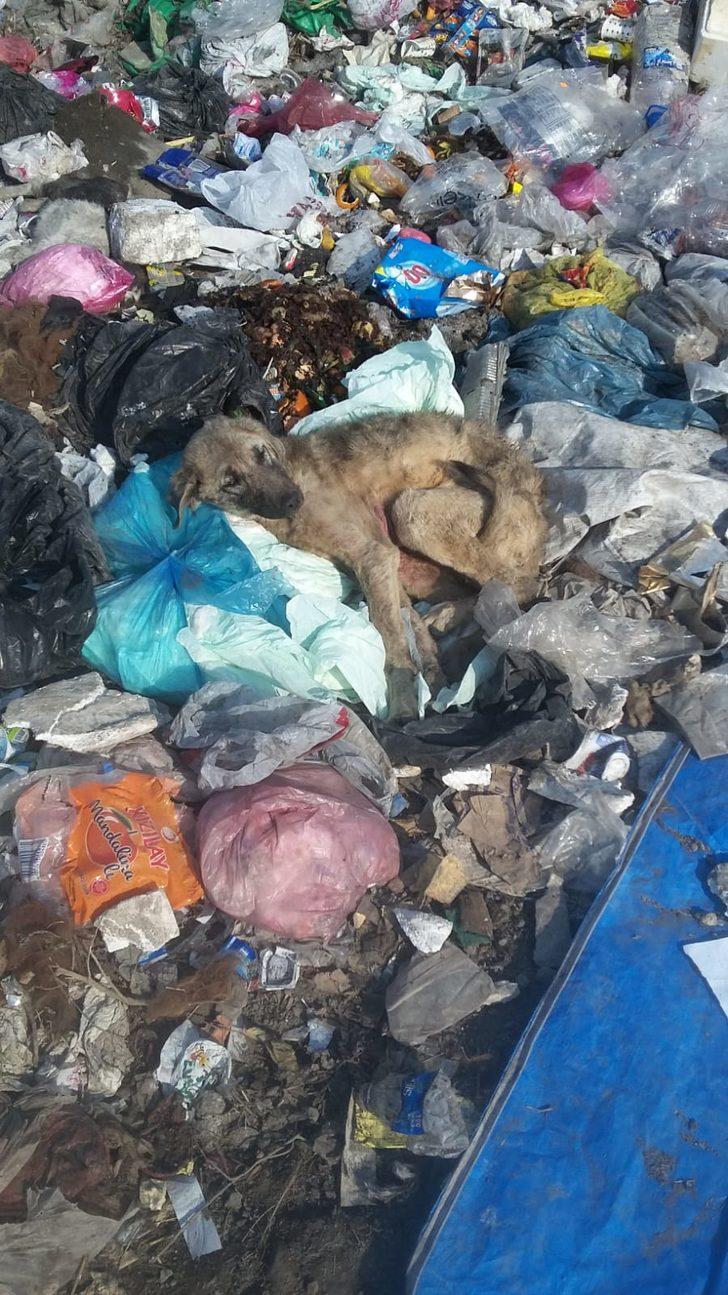 Ölü bedenleri çöpten topladılar! Iğdır'daki korkunç manzara yetkilileri harekete geçirdi G1