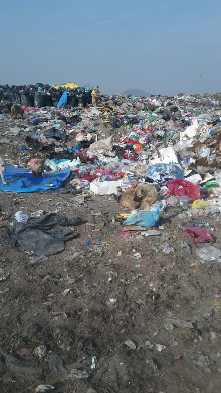 Ölü bedenleri çöpten topladılar! Iğdır'daki korkunç manzara yetkilileri harekete geçirdi G2