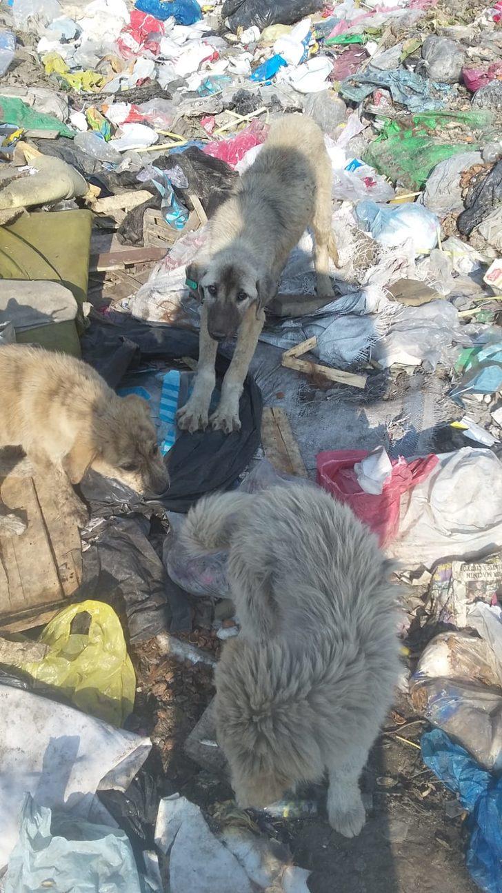 Ölü bedenleri çöpten topladılar! Iğdır'daki korkunç manzara yetkilileri harekete geçirdi G3