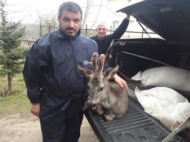 Yaralı ‘karaca’ koruma altına alındı