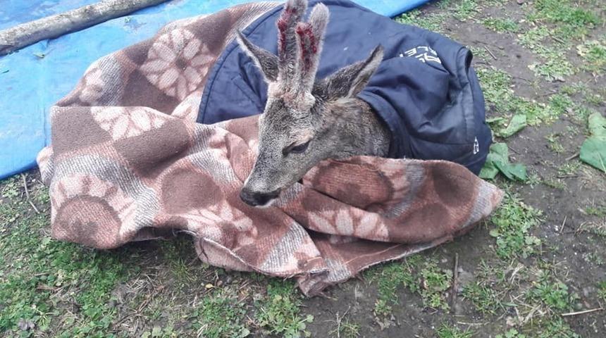 Yaralı &lsquo;karaca&rsquo; koruma altına alındı