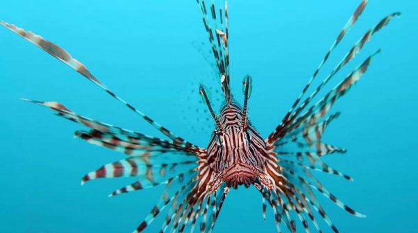 Antalya Körfezi'ndeki balık türleri değişiyor! 'İşgalci’ Kızıldeniz türleri geliyor