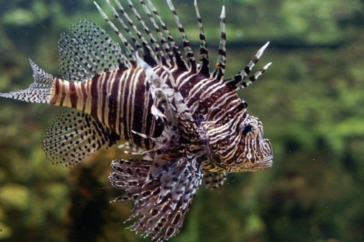 Antalya'da balıkçının ayağına düşen 'aslan balığı' öldürüyordu G4