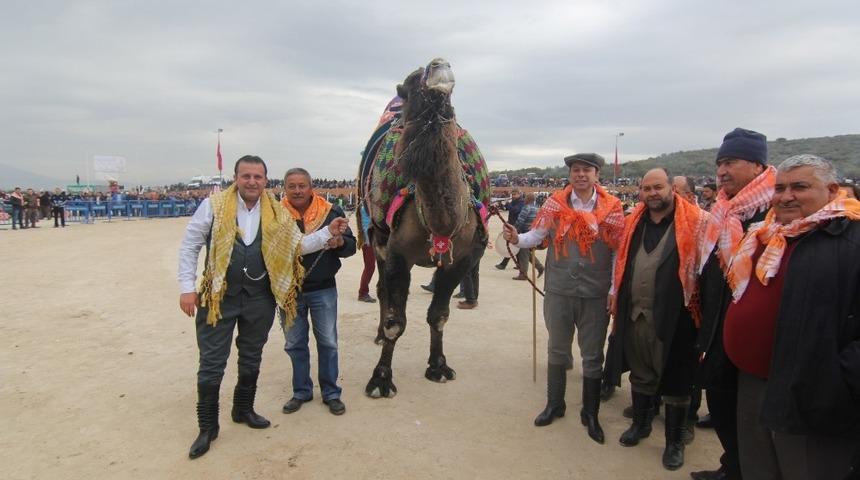 Menderes&rsquo;te Deve G&uuml;reşleri Festivali