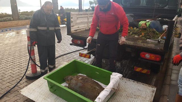 Bir hafta içinde ikinci caretta caretta sahile vurdu