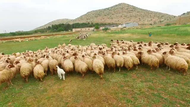 Şanlıurfa'da koyun ve kuzular buluştu