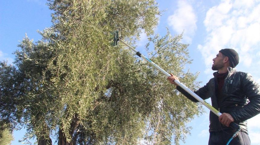 Zeytin hasadında sona erdi
