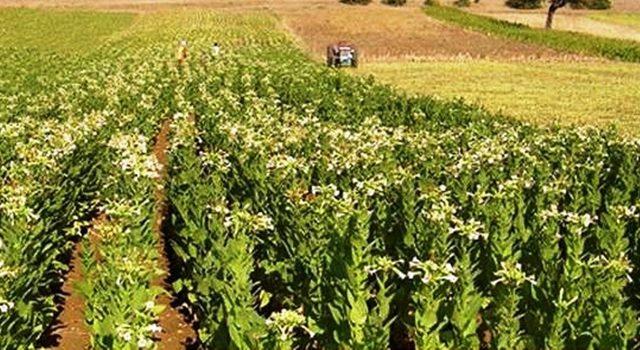 Ege, Türkiye’nin tarım ürünleri ihracatının yüzde 22’sini gerçekleştirdi