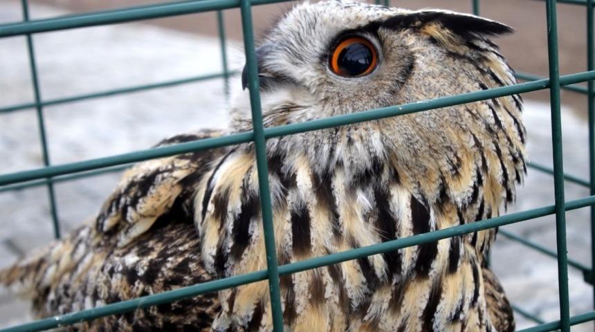 Tedavisi yapılan puhu doğaya bırakıldı