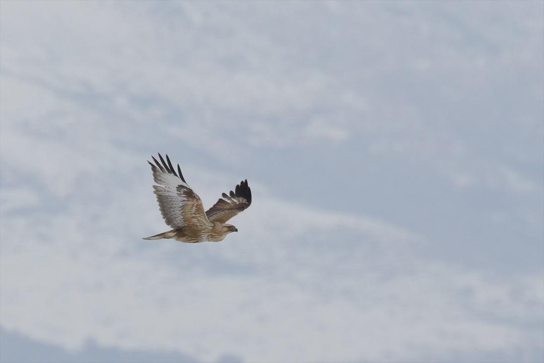 Bu kare Van G&ouml;l&uuml;'nde &ccedil;ekildi! Geri geldiler